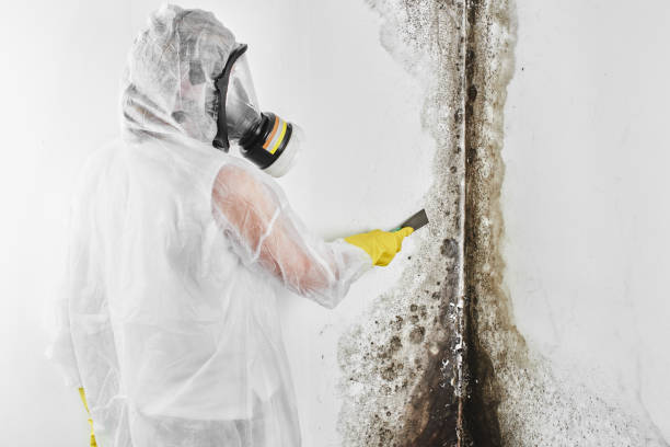 Best Black Mold Removal  in Brocton, NY