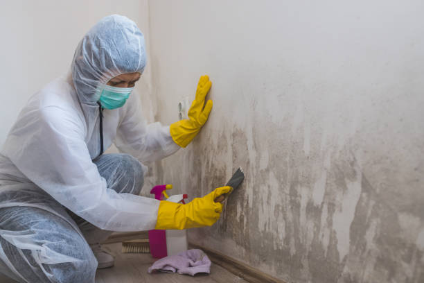 Best Toxic Mold Removal  in Brocton, NY