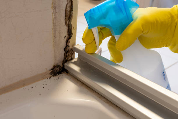 Best Mold Remediation  in Brocton, NY