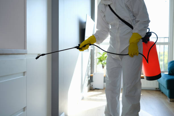 Best Local Mold Removal Service  in Brocton, NY