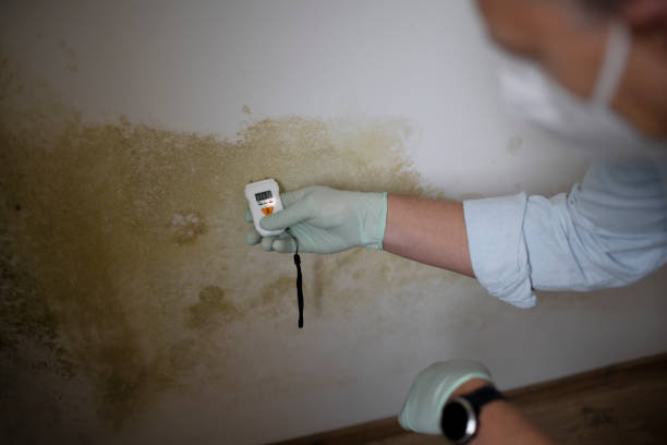 Best Professional Mold Removal  in Brocton, NY