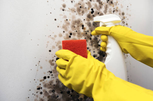 Best Toxic Mold Removal  in Brocton, NY