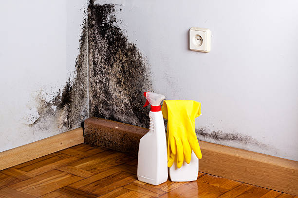 Best Mold Cleaning Services  in Brocton, NY