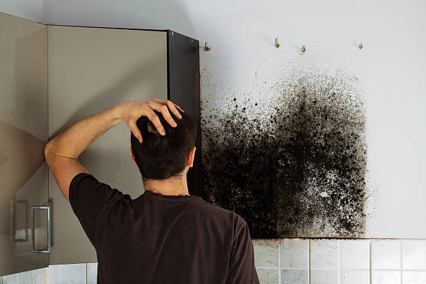 Best Crawl Space Mold Removal  in Brocton, NY