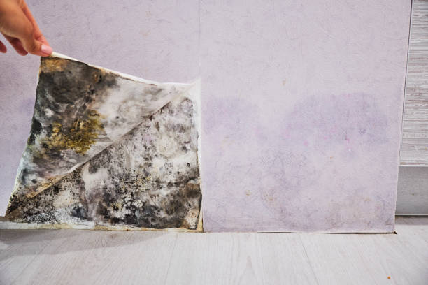 Best Residential Mold Removal  in Brocton, NY